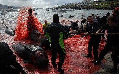 Save the Ocean, Jörn Kriebel, Save the Ocean, Faröer Inseln, Grind Wale Delfine, Delfine, Orca Wal, Beluga Wal, Blut, Abschaltungen, Mord, Dänemark