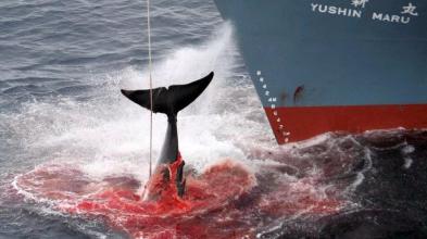 Japan, Japan Taiji, Wale Delfine, Blut, Abschaltungen, Mord, Save the Ocean, Jörn Kriebel, Save the Ocean, Die Bucht, The Cove