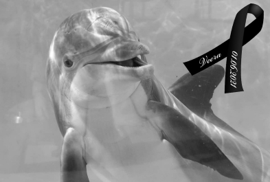 Save the Ocean, Jörn Kriebel, Wale, Orca, Beluga, Delfine, Delfinarium, Gefangenschaft, Wale Gefangenschaft, Orca Gefangenschaft, Delfine Gefangenschaft, Empty The Tanks, Dolphin Project, Ric Obarry, Blackfish, Captivity Whales & Dolphins, Delfin Veera