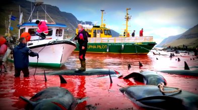 Save the Ocean, Jörn Kriebel, Save the Ocean, Faröer Inseln, Grind Wale Delfine, Delfine, Orca Wal, Beluga Wal, Blut, Abschaltungen, Mord, Dänemark