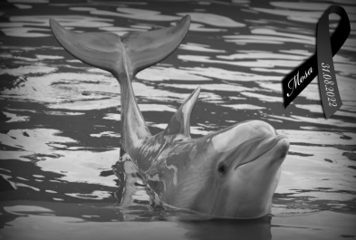 Save the Ocean, Jörn Kriebel, Wale, Orca, Beluga, Delfine, Delfinarium, Gefangenschaft, Wale Gefangenschaft, Orca Gefangenschaft, Delfine Gefangenschaft, Empty The Tanks, Dolphin Project, Ric Obarry, Blackfish, Captivity Whales & Dolphins, Delfin Mosa