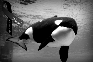Save the Ocean, Jörn Kriebel, Wal, Orca, Beluga, Delfine, Delfinarium, Gefangenschaft, Wale Gefangenschaft, Empty The Tanks, Dolphin Project, Ric Obarry, Blackfish, Captivity Whales & Dolphins, Orca Kiska