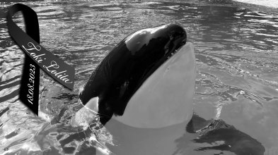 Save the Ocean Jörn Kriebel, Wal, Orca, Beluga, Delfine, Delfinarium, Gefangenschaft, Orca Lolita