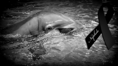 Jörn Kriebel, Save the Ocean, Nephele Delfin, Delfinarium, Schweden, Empty The Tanks, Dolphin Project, Ric Obarry, Blackfish, Captivity Whales & Dolphins,